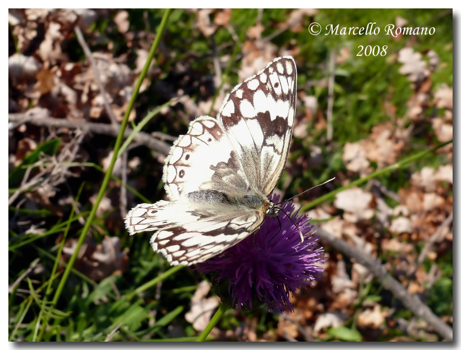 Insetti dalla Croazia: 4. Melanargia larissa (Satyrinae)